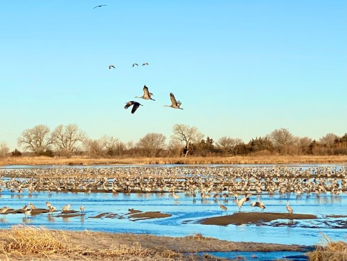 A flock of cranes flying over a wetland filled with more cranes, under a clear blue sky.