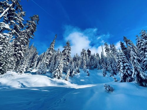 A snowy landscape with tall evergreen trees under a bright blue sky and scattered clouds.