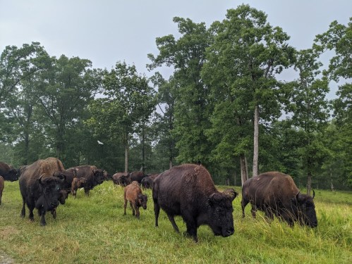 A herd of bison grazing in a green field surrounded by trees on a cloudy day.