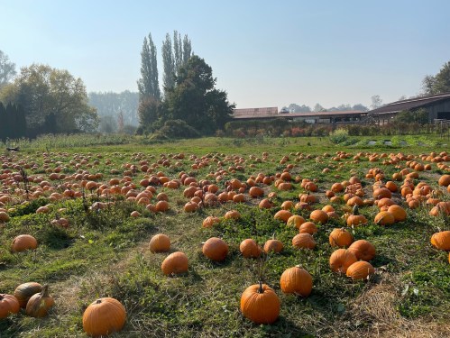 A sunny pumpkin patch filled with numerous orange pumpkins scattered across a grassy field.