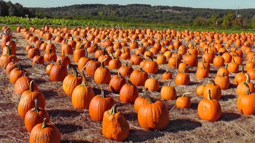 A vast field filled with numerous bright orange pumpkins scattered across dry straw under a clear blue sky.