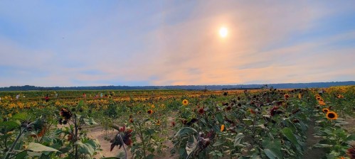 A vibrant sunflower field under a soft sunset sky, with a warm sun casting light over the colorful blooms.