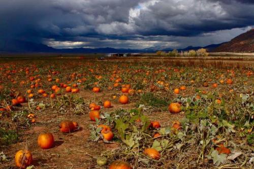 A pumpkin patch under a dramatic sky, with scattered pumpkins and distant mountains in the background.