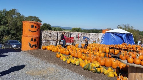 A pumpkin patch with orange pumpkins, decorated hay bales, and a blue tent under a clear blue sky.