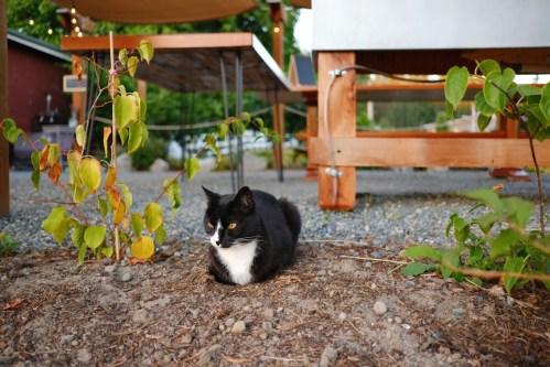 A black and white cat sits on the ground among plants, with wooden tables and a rustic background.