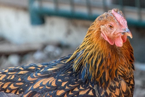 A close-up of a colorful chicken with a distinctive feather pattern and a prominent comb.