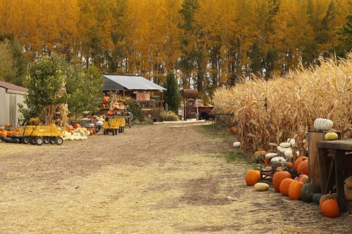 A rustic farm scene with pumpkins, corn stalks, and autumn trees in the background, creating a vibrant fall atmosphere.