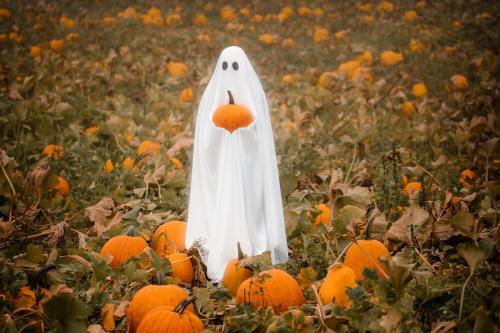 A ghost in a white sheet holds a small pumpkin, surrounded by orange pumpkins in a field.
