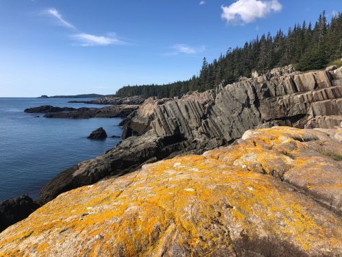 Rocky coastline with vibrant orange lichen, surrounded by calm water and dense evergreen trees under a clear blue sky.