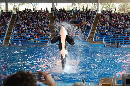 A killer whale leaps out of the water in front of a large audience at a marine show.