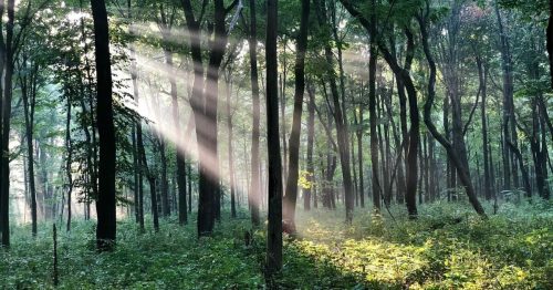 Sunlight streams through trees in a lush forest, creating a serene and magical atmosphere.