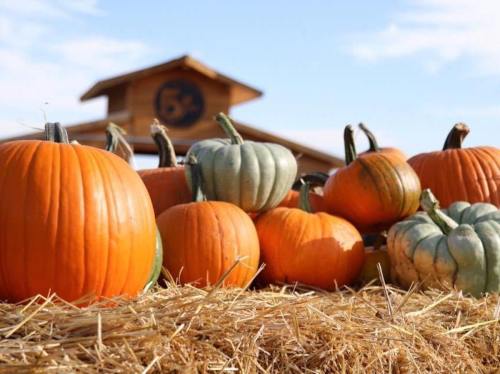 A variety of pumpkins in orange and green hues arranged on straw, with a wooden barn in the background under a blue sky.