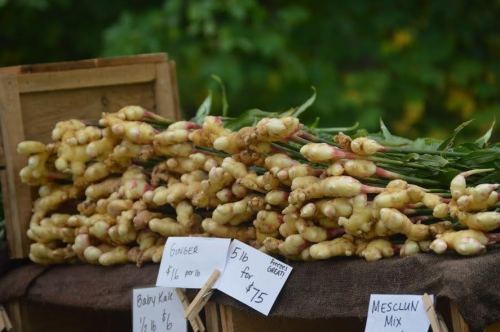 A pile of fresh ginger roots displayed at a market, with price signs for ginger, baby kale, and mesclun mix.