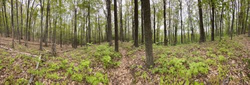 A panoramic view of a lush forest with tall trees and green undergrowth, showcasing a peaceful natural landscape.