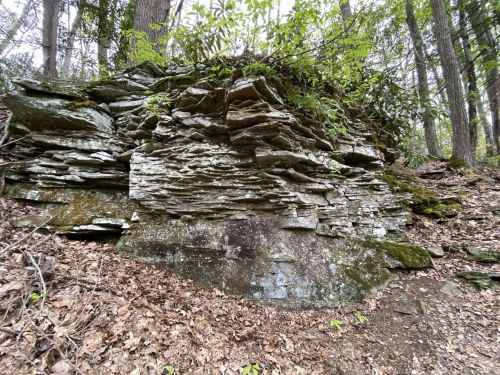 Layered rock formation surrounded by greenery and forest floor leaves.