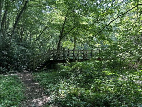 A wooden bridge spans a lush, green forest path surrounded by dense trees and foliage.