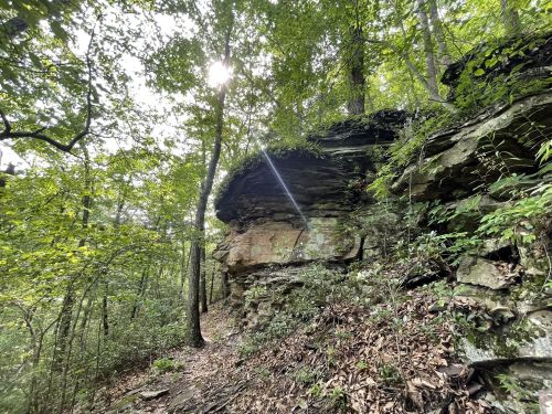 A rocky outcrop surrounded by lush green trees and sunlight filtering through the foliage in a forested area.