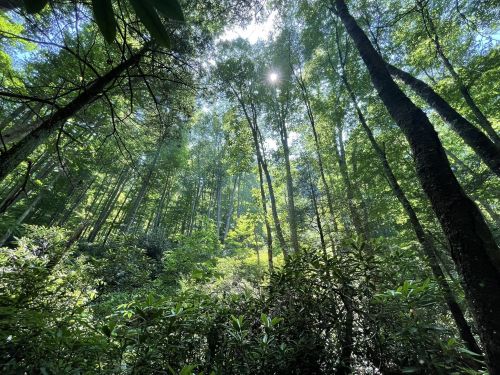 A lush forest with tall trees and sunlight filtering through the leaves, creating a serene and vibrant atmosphere.