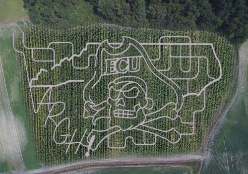 Aerial view of a corn maze featuring a pirate skull and crossbones design with "ECU" and "ARGH!" text.