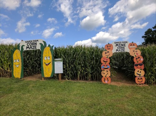 Entrance to Gaver Farm's corn maze, featuring cheerful corn and pumpkin decorations against a backdrop of tall corn stalks.