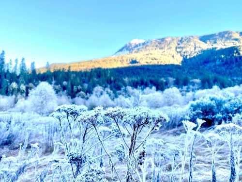 Frost-covered plants in a serene landscape with mountains and trees under a clear blue sky.