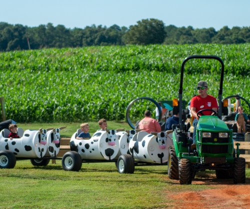 A tractor pulls cow-shaped carts with children, set against a backdrop of green cornfields on a sunny day.