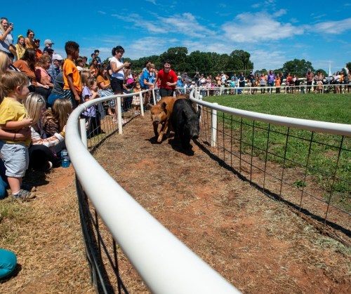 A crowd watches as two dogs race along a track at an outdoor event on a sunny day.