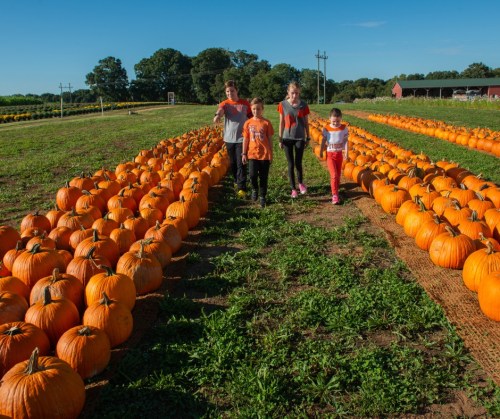 Four children walk through a pumpkin patch, surrounded by rows of bright orange pumpkins under a clear blue sky.