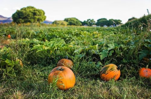 A pumpkin patch with several ripe pumpkins among green vines and grass under a clear sky.