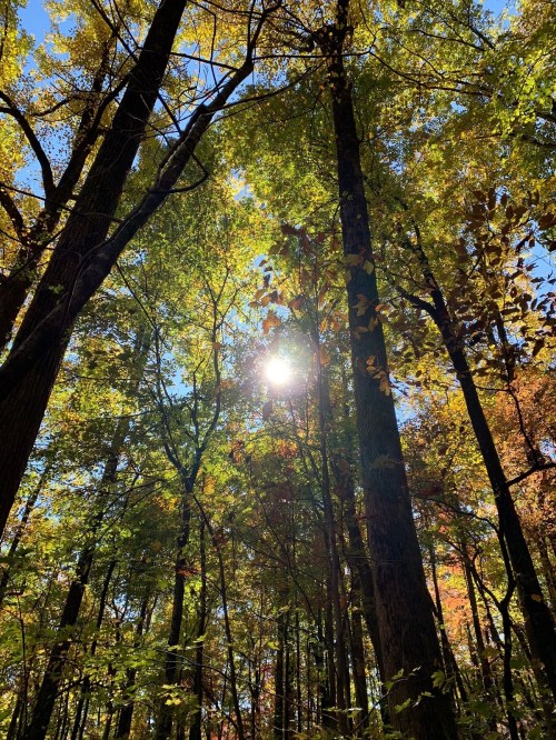 Sunlight filters through vibrant autumn leaves in a dense forest, creating a warm, golden atmosphere.