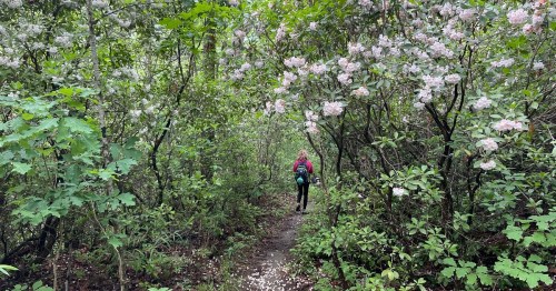 A person walks along a narrow path surrounded by lush greenery and blooming flowers.