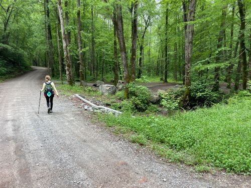 A person walks along a gravel path in a lush green forest, carrying a backpack and using a walking stick.