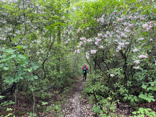 A person walks along a narrow path surrounded by lush greenery and blooming flowers.