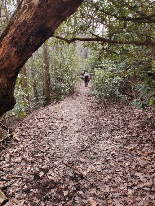 Two hikers walking along a leaf-covered trail surrounded by dense greenery and trees.