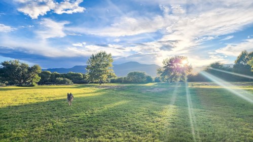 A dog walks through a grassy field under a bright sky with clouds and sunlight streaming through trees.