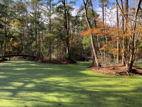 A serene pond covered in green algae, surrounded by trees with autumn foliage under a clear blue sky.