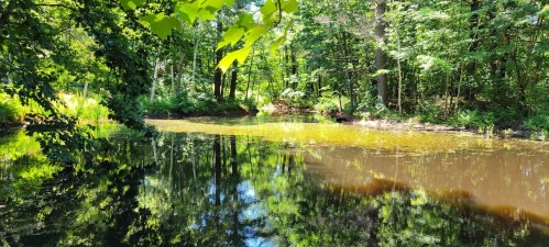 A serene forest scene with a calm, reflective pond surrounded by lush green trees and foliage.