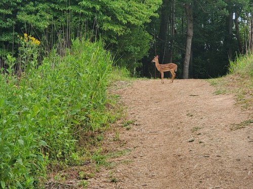A young deer stands on a dirt path surrounded by greenery and trees.