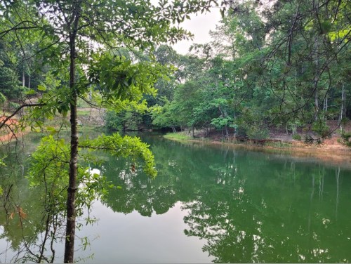 A serene lake surrounded by lush green trees, reflecting the foliage on its calm surface.
