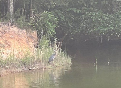 A heron stands by the water's edge, surrounded by lush greenery and a sandy bank.