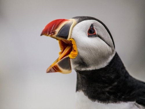 Close-up of a puffin with a colorful beak, mouth open, showcasing its vibrant orange and yellow interior.
