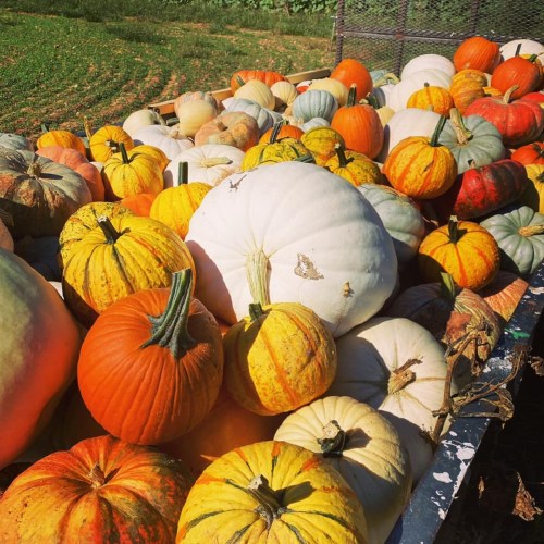 A colorful assortment of pumpkins in various shapes and sizes, displayed on a farm.