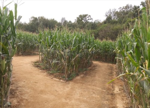A cornfield with tall plants, featuring a fork in the path leading through the greenery.