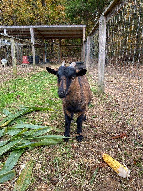 A brown goat stands in a fenced area with corn and green leaves on the ground, surrounded by trees.