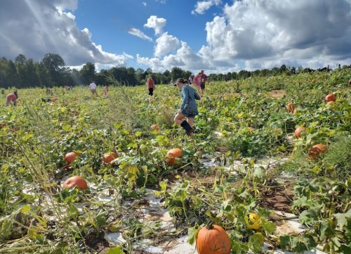 A sunny pumpkin patch with people picking pumpkins among green vines and orange pumpkins under a blue sky with clouds.