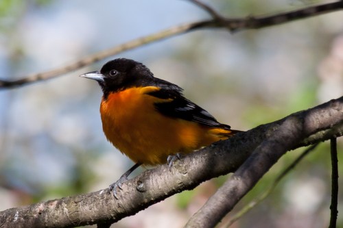 A vibrant orange and black bird perched on a branch, surrounded by soft green foliage.