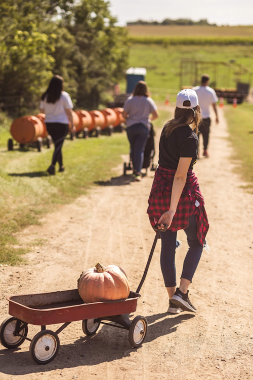 A person pulls a wagon with a pumpkin along a dirt path, while others walk in the background at a pumpkin patch.