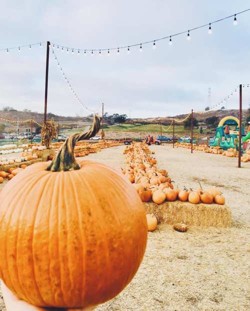 A person holds a pumpkin in front of a pumpkin patch, with rows of pumpkins and string lights in the background.