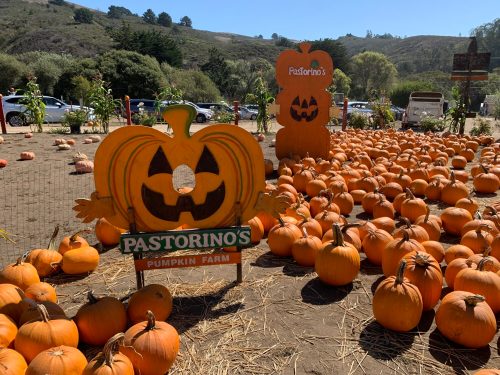 A pumpkin patch at Pastorino's Pumpkin Farm, featuring numerous pumpkins and decorative signs in a sunny outdoor setting.
