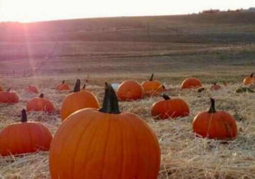 A field of orange pumpkins scattered on straw, with a sunset casting a warm glow over the landscape.